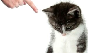 Как отучить котенка царапаться и кусаться