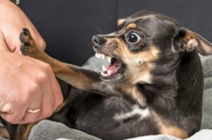 Как отучить щенка кусаться за руки